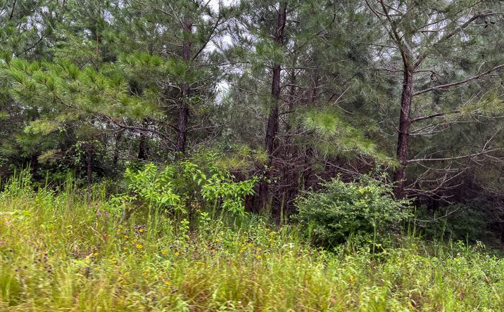 Pictures of Land property located at Off County Road 2064, Wheeler Springs, USA 75835 for sales - image #1