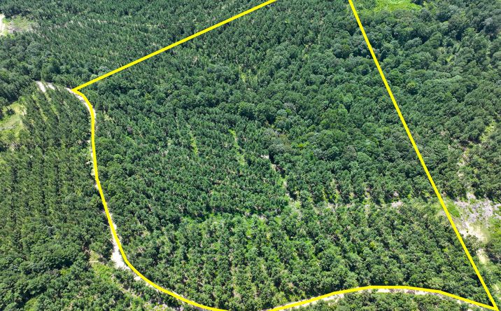 Pictures of Land property located at Slim Palmer Rd., Zavalla, TX 75980 for sales - image #1