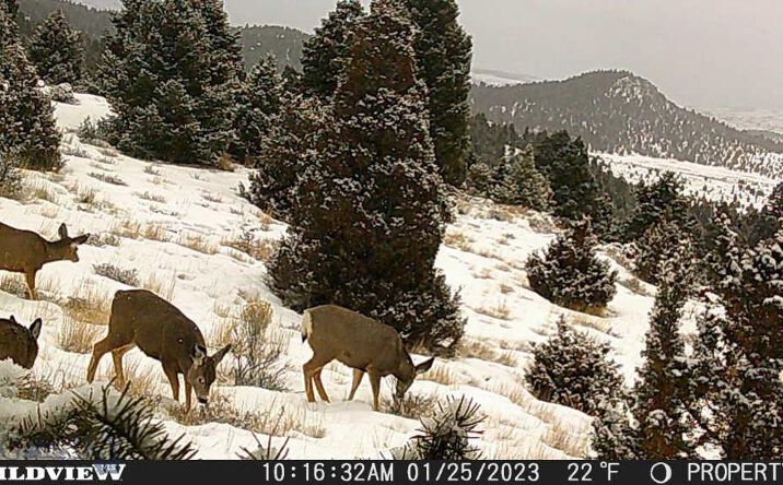 Pictures of Land property located at Lot 74 Pony Express Trail, Ramsay, MT 59748 for sales - image #1