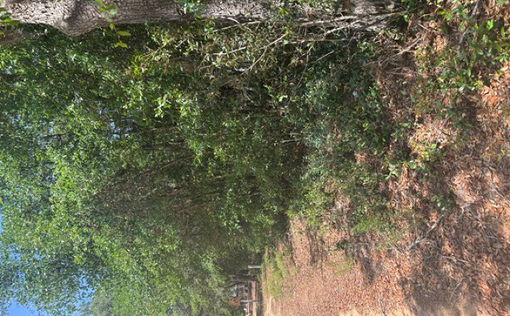 Pictures of Land property located at 90 RIVERE MOSS ROAD, REIDSVILLE, GA 30453 for sales - image #1