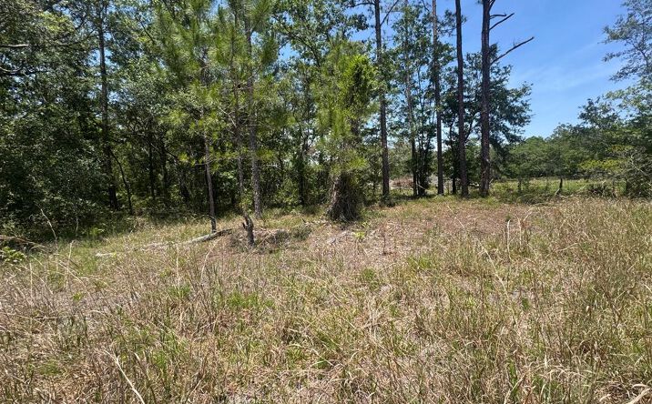 Pictures of Land property located at NE 126th St, Bronson, FL 32621 for sales - image #1