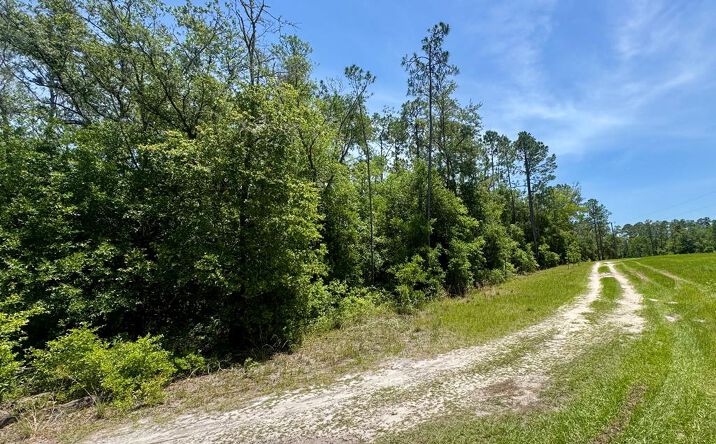 Pictures of Land property located at NE 128th Ln, Bronson, FL 32621 for sales - image #1