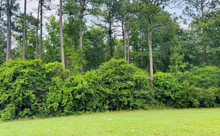 Pictures of Land property located at Lot 80 Spring Oak Dr., Carriere, MS 39426 for sales - image #1