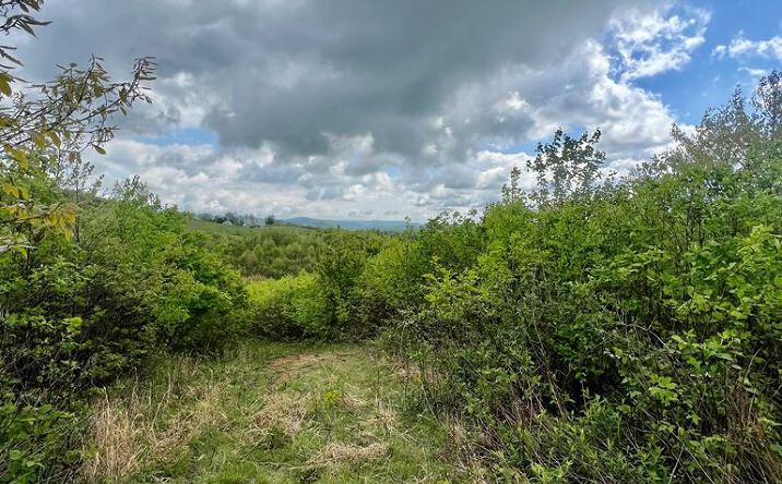 Pictures of Land property located at 0 Basham Branch Rd., Jumping Branch, WV 25951 for sales - image #1