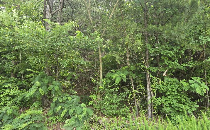 Pictures of Land property located at 3302 Ridgeway Dr #41, Cleveland, TN 37312 for sales - image #1