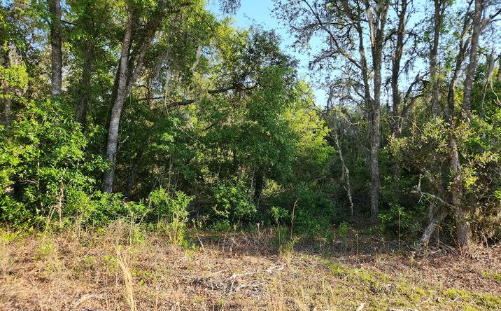 Pictures of Land property located at TBD NE 65th St, Bronson, FL 32621 for sales - image #1