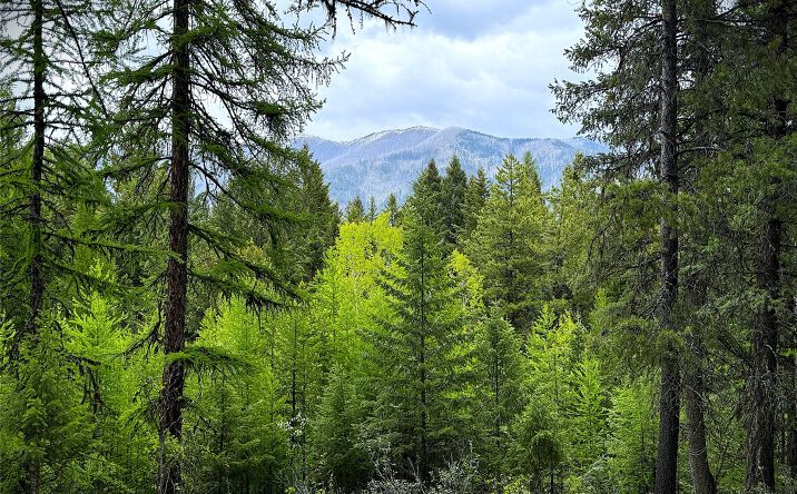 Pictures of Land property located at NHN Lagoon Drive, Trego, MT 59934 for sales - image #1