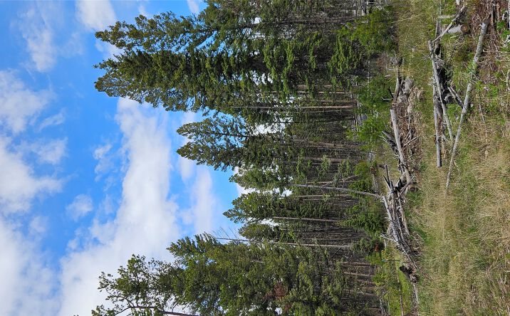 Pictures of Land property located at 000 Bear Gulch Road, Lincoln, MT 59639 for sales - image #1