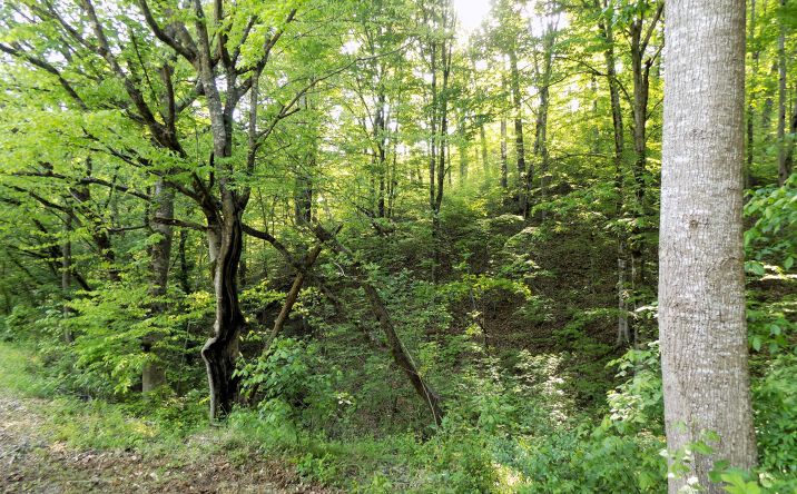 Pictures of Land property located at Par 023.04 Driftwood Road, Cosby, TN 37722 for sales - image #1