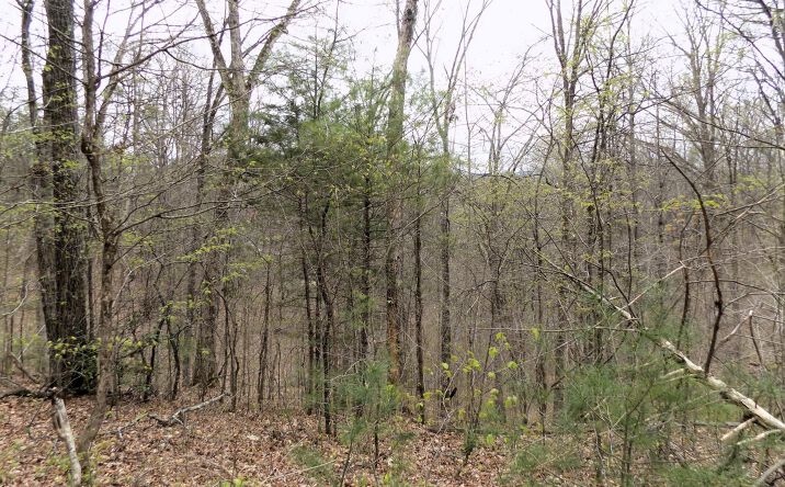 Pictures of Land property located at Par 001.08 Mountain Shadow Way, Cosby, TN 37722 for sales - image #1