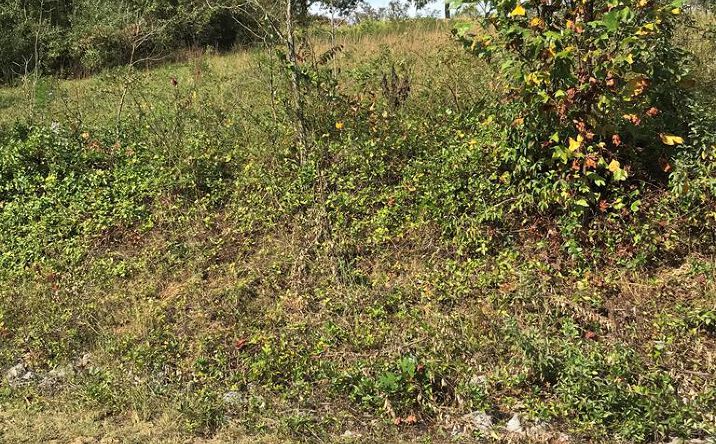 Pictures of Land, Multifamily property located at TBD Lot#19 Christin Lane, Chilhowie, VA 24319 for sales - image #1