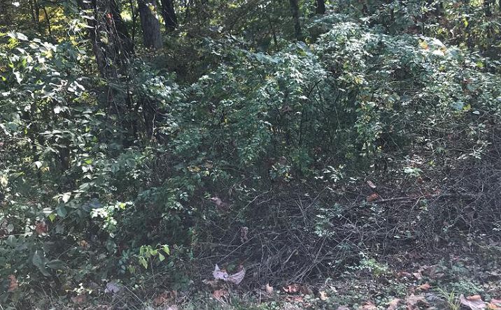 Pictures of Land, Multifamily property located at TBD Lot#13 Chestnutwood Drive, Chilhowie, VA 24319 for sales - image #1