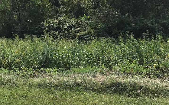 Pictures of Land, Multifamily property located at TBD Lot#42 Brooke Street, Chilhowie, VA 24319 for sales - image #1