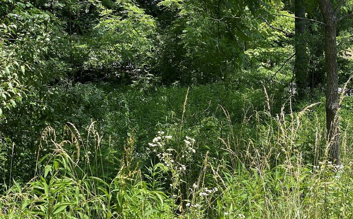 Pictures of Land, Multifamily property located at TBD College Estates Rd, Cedar Bluff, VA 24609 for sales - image #1