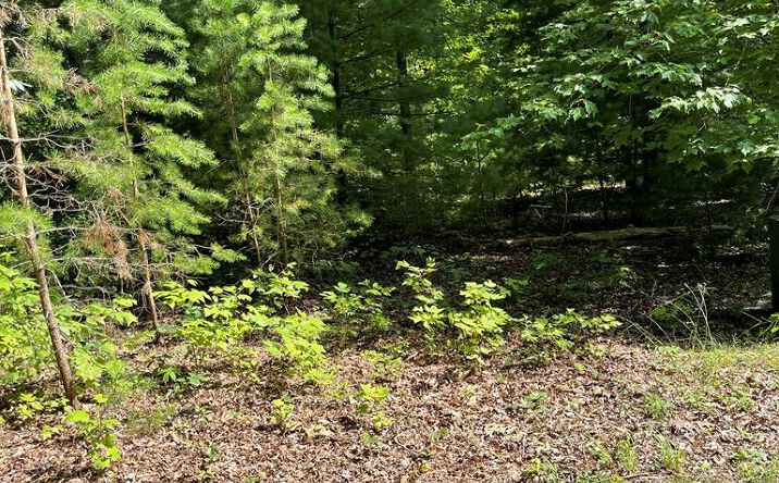 Pictures of Land, Multifamily property located at Lot 22 Woods Haven Lane, Stuart, VA 24171 for sales - image #1