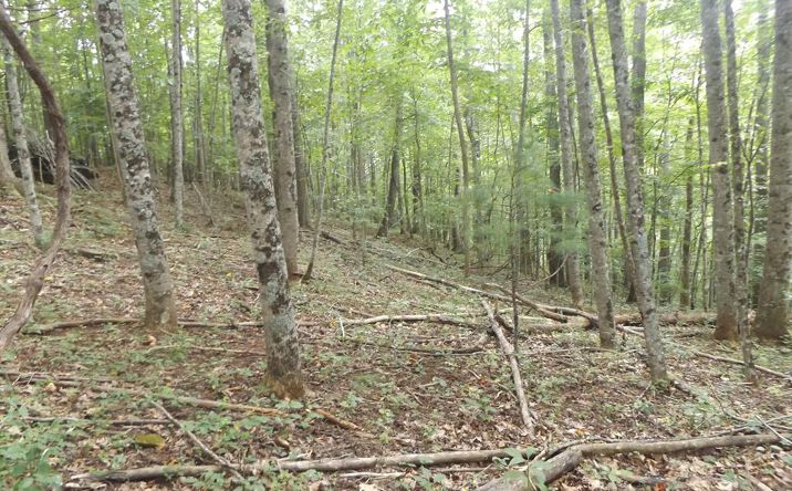 Pictures of Land, Multifamily property located at TBD Kanawha Ridge, Dugspur, VA 24325 for sales - image #1