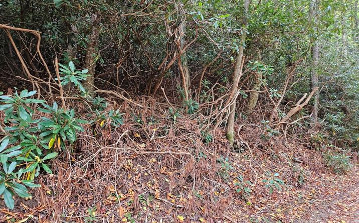 Pictures of Land property located at Lot 14B Pennington Branch Road, Damascus, VA 24236 for sales - image #1
