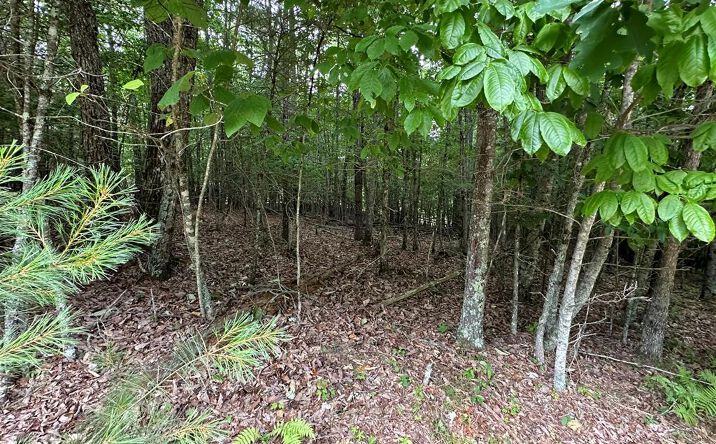 Pictures of Land, Multifamily property located at TBD 0 Live Oak Ln, Galax, VA 24333 for sales - image #1