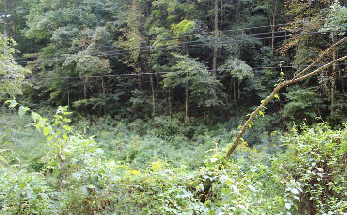 Pictures of Land property located at TBD Campbell Hollow Rd, Honaker, VA 24260 for sales - image #1