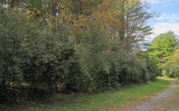 Pictures of Land, Multifamily property located at TBD Blue Lake Ln (Lot #36), Laurel Fork, VA 24352 for sales - image #1