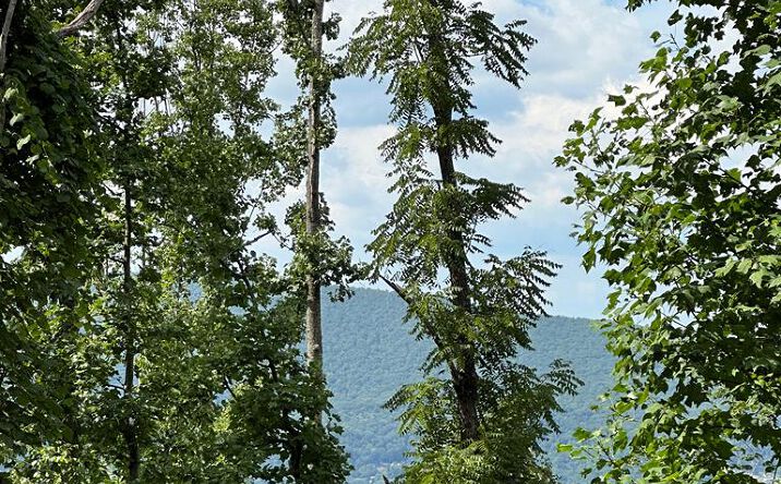 Pictures of Land, Multifamily property located at TBD Blankenship Mountain Road, Narrows, VA 24124 for sales - image #1