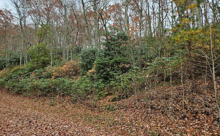 Pictures of Land, Multifamily property located at Lot 17 Fox Hollow Dr, Bastian, VA 24314 for sales - image #1