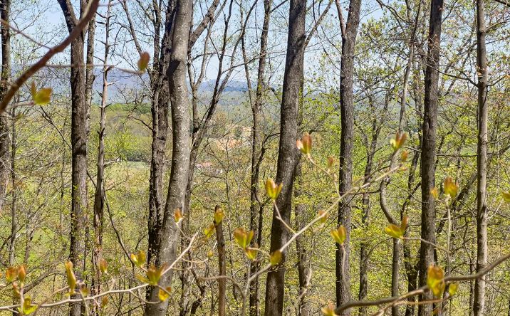Pictures of Land, Multifamily property located at TBD Yellow Locust Dr, Fancy Gap, VA 24328 for sales - image #1