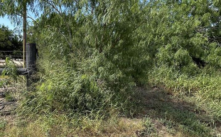 Pictures of Land property located at 36661 Perez Rd., Bayview, TX 78566 for sales - image #1
