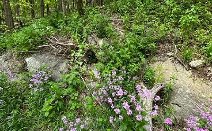Pictures of Land, Multifamily property located at TBD Highlands Parkway, Mouth of Wilson, VA 24348 for sales - image #1