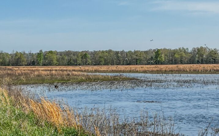 Pictures of Land property located at 1962 acres Upper Lockhart Road, Cord, AR 72524 for sales - image #1