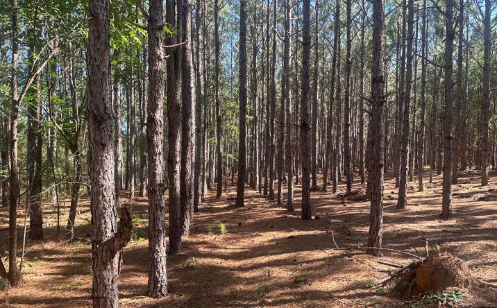 Pictures of Land property located at Dorsey Clark Rd., Sylvania, GA 30467 for sales - image #1