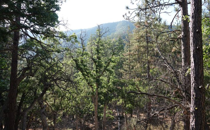 Pictures of Land property located at 0 E Rd, Fort Jones, CA 96032 for sales - image #1