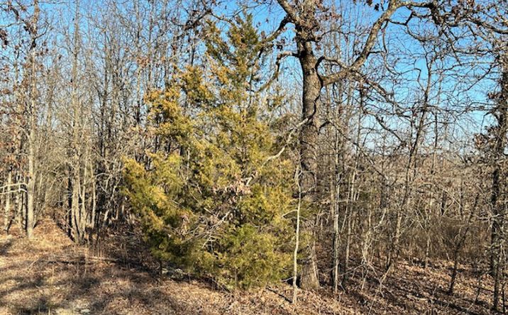 Pictures of Land property located at 380 Moonlight Rd, Mammoth Spring, AR 72554 for sales - image #1