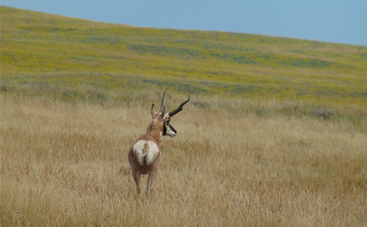 Pictures of Land property located at TBD Wilder Trail, Lewistown, MT 59457 for sales - image #1