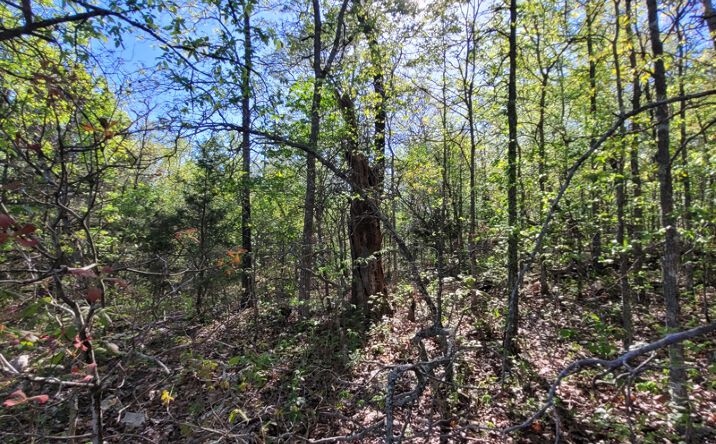Pictures of Land property located at TBD Indian Valley Trail, Mammoth Spring, AR 72554 for sales - image #1