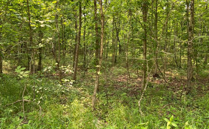 Pictures of Land property located at Lots 7 & 8 County Road 206, Alton, MO 65606 for sales - image #1