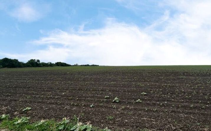 Pictures of Land property located at CR 48, 54.166 AC, Robstown, TX 78380 for sales - image #1