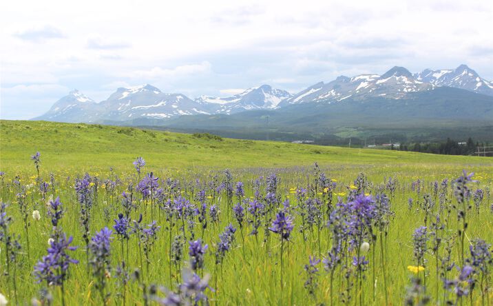 Pictures of Land property located at 21001 Us Highway 2, East Glacier Park, MT 59434 for sales - image #1