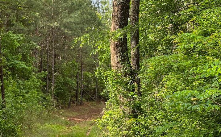 Pictures of Land property located at Bent Road 70, Arkansas, CA 95945 for sales - image #1