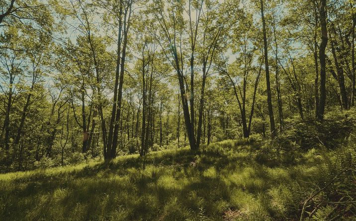 Pictures of Land property located at 00 Benton Hollow, Liberty, NY 12754 for sales - image #1