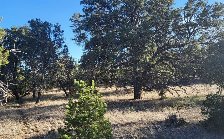 Pictures of Land property located at 5 Misty Lane, Candy Kitchen, NM 87321 for sales - image #1