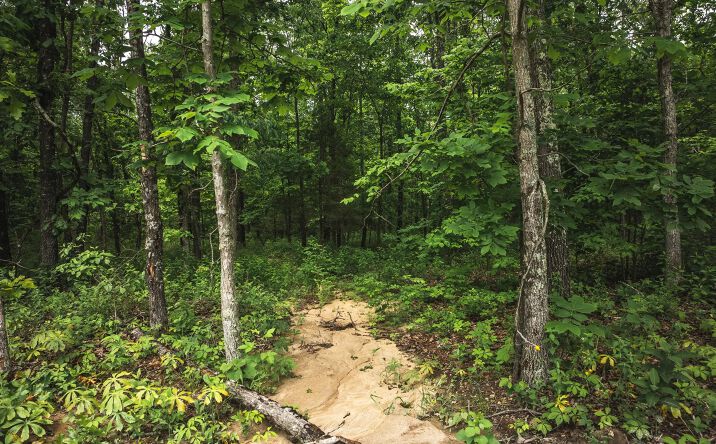 Pictures of Land property located at 12828 Cadle Rd, Licking, MO 65542 for sales - image #1