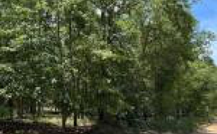 Pictures of Land property located at Tbd Watermelon Lane, Barnwell, SC 29812 for sales - image #1