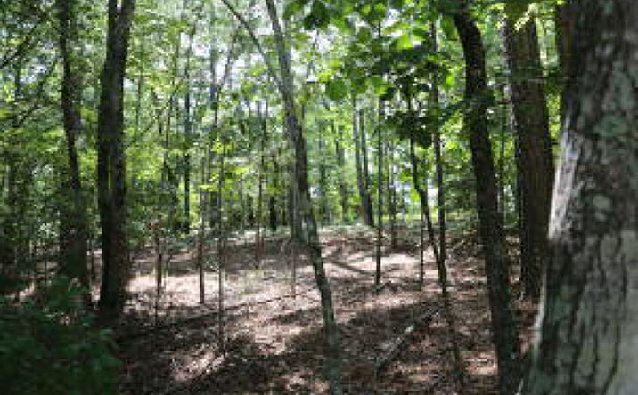 Pictures of Land property located at 203 Saluda Bluff Rd Road, Batesburg-Leesville, SC 29006 for sales - image #1