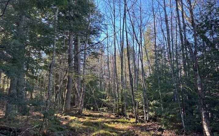 Pictures of Land property located at Laughing Whitefish Point, Au Train, MI 49806 for sales - image #1
