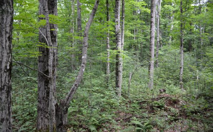 Pictures of Land property located at Fox River Hill, Paradise, MI 49768 for sales - image #1