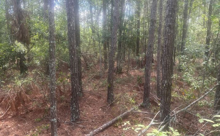 Pictures of Land property located at Roberts Chapel Cemetery Rd., Glennville, GA 30427 for sales - image #1
