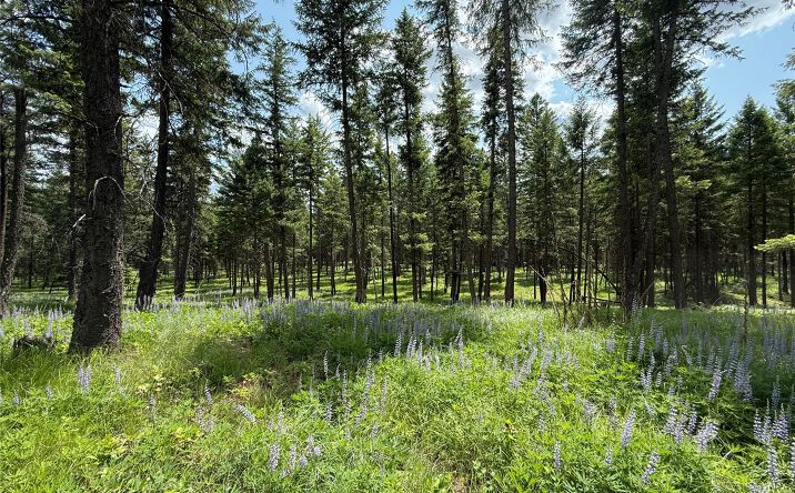 Pictures of Land property located at NHN Kootenai Drive, Troy, MT 59935 for sales - image #1