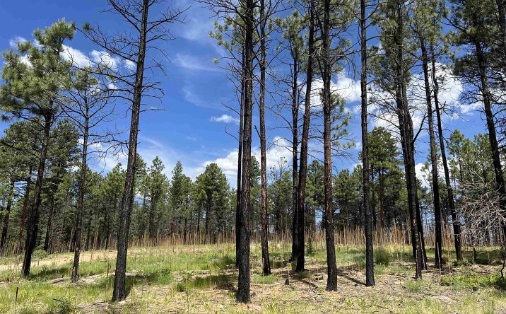 Pictures of Land property located at 152 Calle Retiro Road, Rociada, NM 87742 for sales - image #1