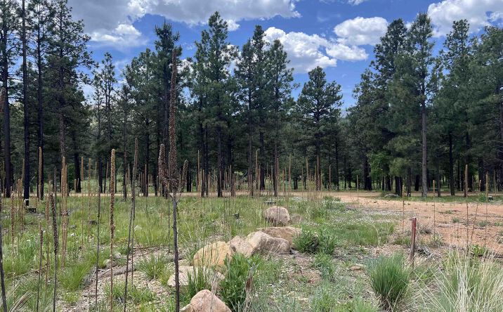 Pictures of Land property located at 22 Calle Retiro Road, Rociada, NM 87742 for sales - image #1